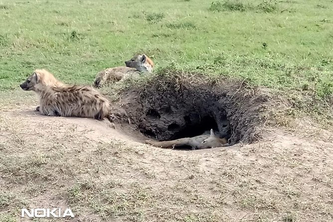 Maasai Mara Game Reserve - Guides can shape the whole safari