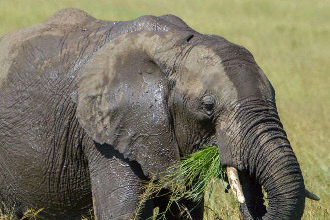 Maasai Mara National Reserve 3-day safari - Key points at a glance