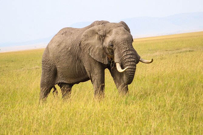 Maasai Mara National Reserve 3-day safari - A full day among Maasai Mara wildlife