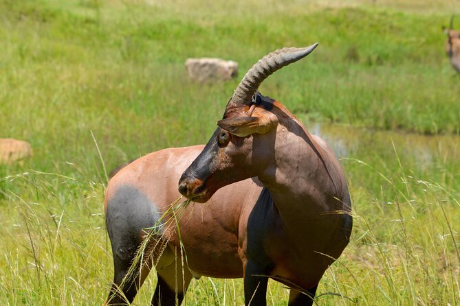 Maasai Mara National Reserve 3-day safari - Why a private safari changes the experience