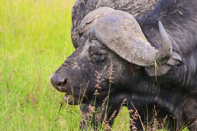 Maasai Mara National Reserve 3-day safari - The guide can make or break the road days