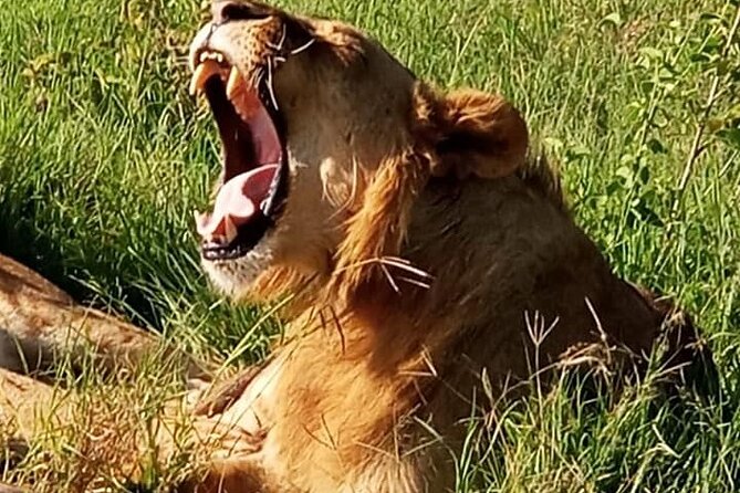 Maasai Mara National Reserve 3-day safari - Who should book this Maasai Mara trip?