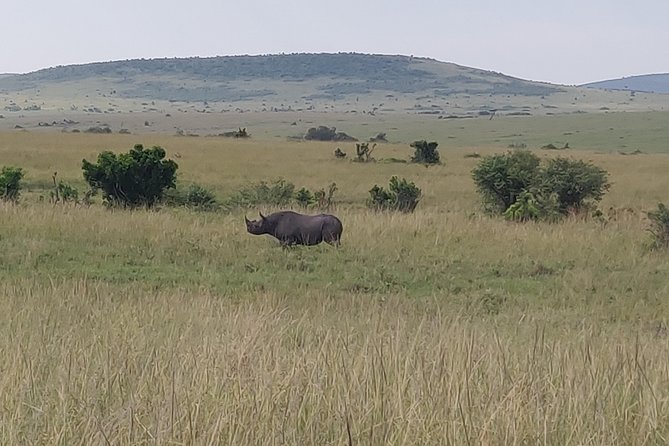 Maasai Mara Safari!! - The optional Maasai village visit