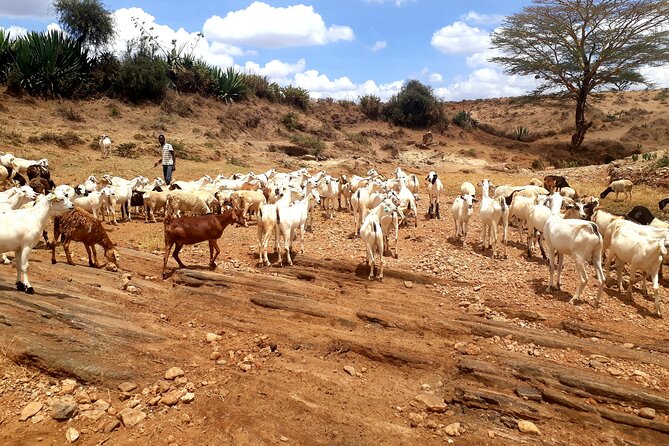 Maasai Village Experience Day Tour - Three hours with a Maasai host community