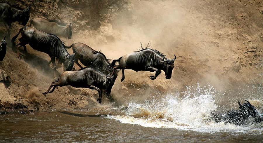 Masai Mara: 3-Day Group Joining Safari by Land Cruiser - The final morning and return to Nairobi