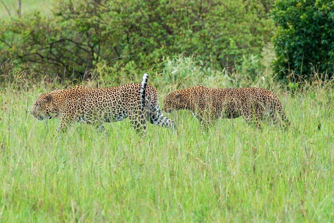 Masai Mara 3 Day Safari | Private 4WD Jeep Tour - The long road from Nairobi to the Mara