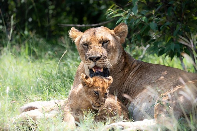 Masai Mara 3 Day Safari | Private 4WD Jeep Tour - Day 1: first wildlife drive in the Maasai Mara