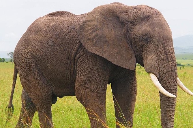 Masai Mara 3 Day Safari | Private 4WD Jeep Tour - Day 3: returning through the Rift Valley
