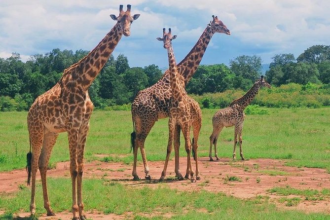 Masai Mara 3 Day Safari | Private 4WD Jeep Tour - A private vehicle changes the experience