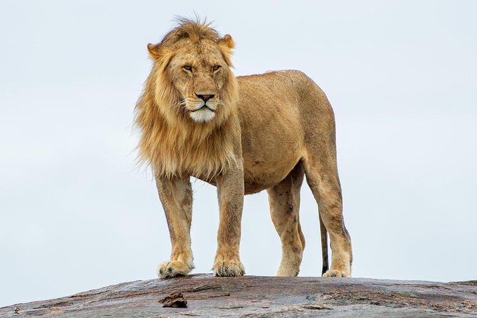 Masai Mara 3 Day Safari | Private 4WD Jeep Tour - Meals, timing, and practical comfort