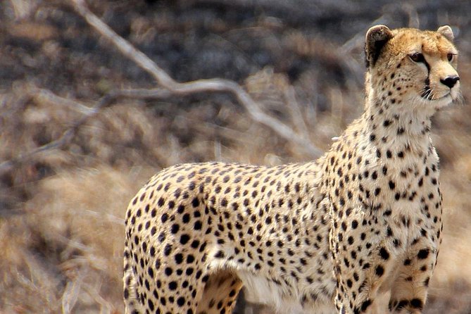 Masai Mara 3 Days Luxury Tented Safari - Transport, group size, and practical comfort