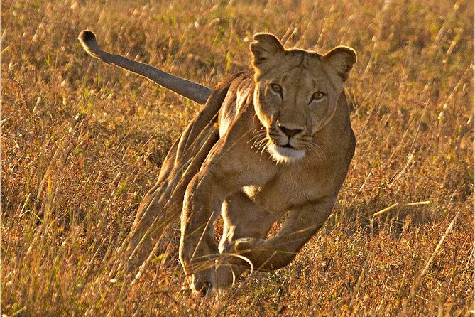 Masai Mara 3 Days Luxury Tented Safari - The Maasai Mara: why the wildlife is the star