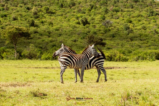 Masai Mara 3 Days Tour Safari Private 4WD Landcruiser - Lenchada camp and the comfort level