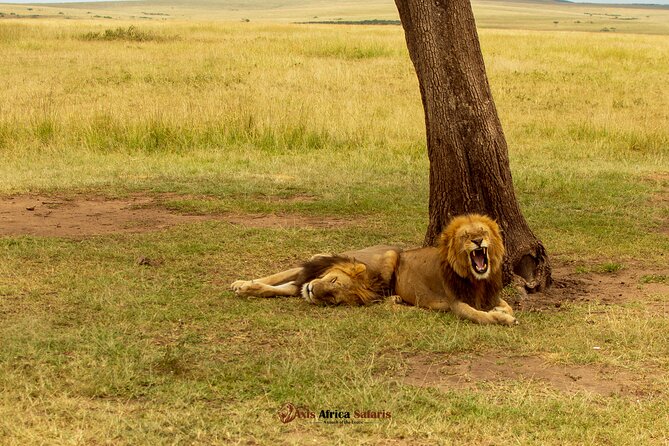 Masai Mara 3 Days Tour Safari Private 4WD Landcruiser - Is $1,950 per person good value?