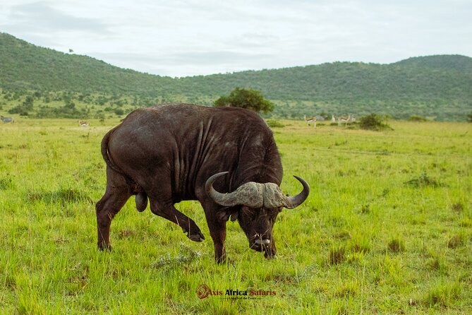 Masai Mara 3 Days Tour Safari Private 4WD Landcruiser - What the private Land Cruiser changes
