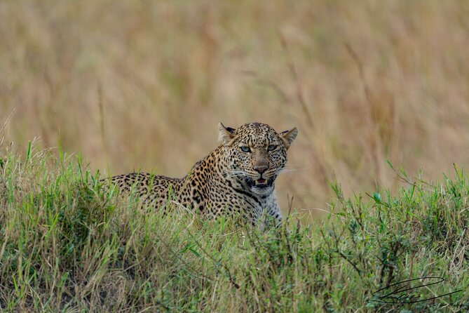 Masai Mara 3Days Safari Adventure - Day 1: Nairobi to the wide-open Maasai Mara