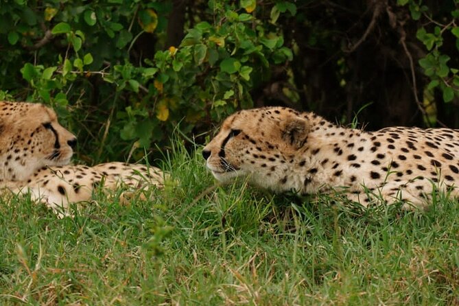 Masai Mara 3Days Safari Adventure - The private vehicle and what it changes
