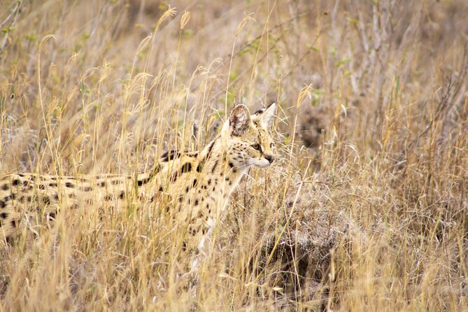 Masai Mara 3Days Safari Adventure - Camp meals, water, and the practical budget