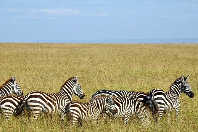 Masai Mara 3Days Safari Adventure - The guides are a major part of the experience