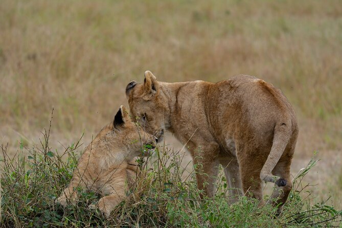 Masai Mara 3Days Safari Adventure - Who should book this Maasai Mara trip