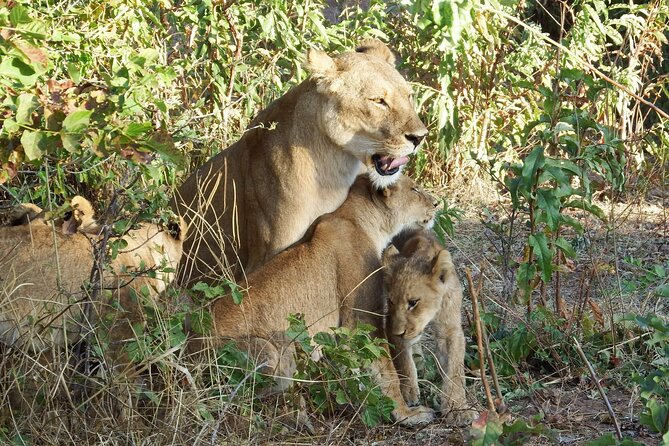 Masai Mara 3Days Safari Adventure - Day 2: Mara River and the longest wildlife day