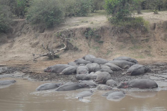 Masai Mara Budget 2 nights tented camp road Safari - The guides can shape the whole safari