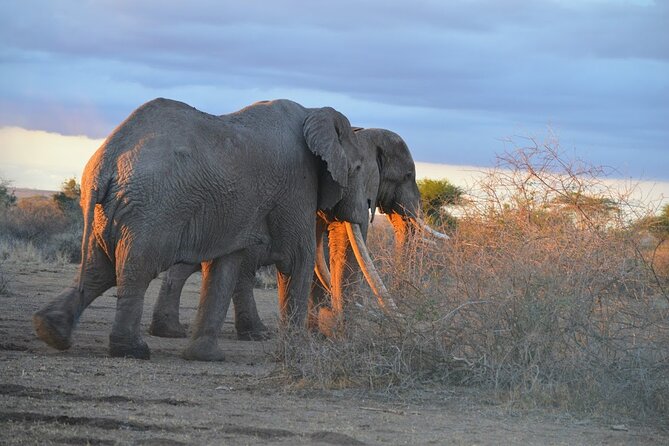 Masai Mara classic safari with optional Masai Village - Why Three Days Makes Sense in the Masai Mara