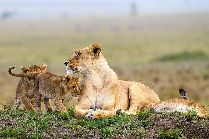 Masai Mara classic safari with optional Masai Village - Guides Can Make or Break the Safari