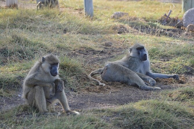 Masai Mara classic safari with optional Masai Village - Adding the Maasai Village Visit