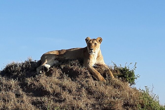 Masai Mara classic safari with optional Masai Village - Is $2,500 Good Value?