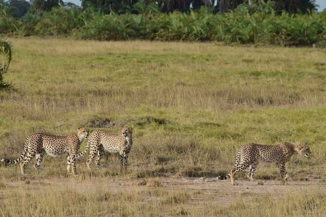 Masai Mara classic safari with optional Masai Village - A Pop-Up Roof Changes the Game-Drive View