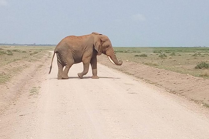 Masai Mara Full Day Tour from Nairobi, Naivasha or Nakuru - Is a full-day Masai Mara safari realistic?
