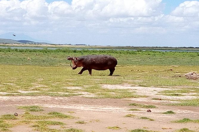 Masai Mara Full Day Tour from Nairobi, Naivasha or Nakuru - A packed lunch at the picnic site