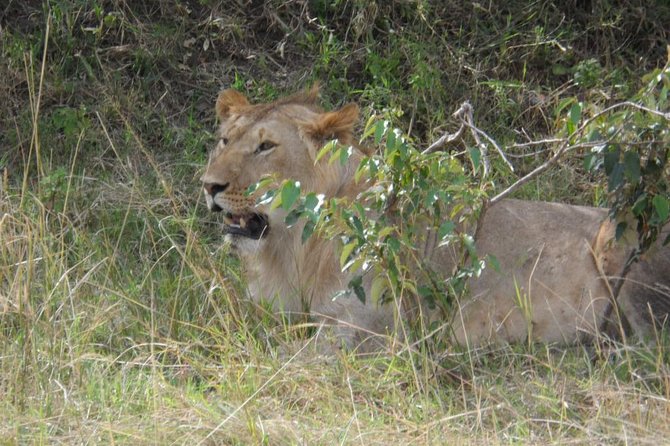 Masai Mara Full Day Tour from Nairobi, Naivasha or Nakuru - The early road to the Great Rift Valley