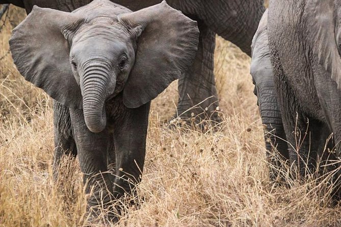 Masai Mara Game Reserve Safari Tour, 4 Days 3 Nights - Four days from Nairobi to the Mara