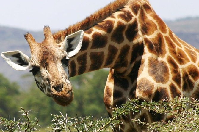 Masai Mara Game Reserve Safari Tour, 4 Days 3 Nights - Day 4, a final sunrise drive and the road back