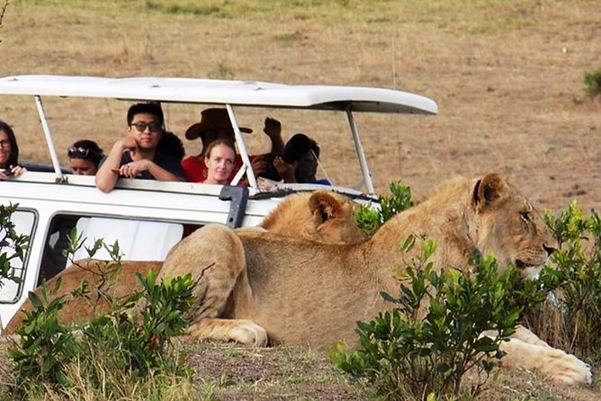 Masai Mara Game Reserve Safari Tour, 4 Days 3 Nights - Mara Sopa or Mara Jambo Lodge?