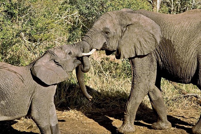 Masai Mara & Lake Nakuru Safari tour: 4-Day Kenya Adventure - Moving on to Lake Nakuru National Park