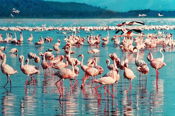 Masai Mara & Lake Nakuru Safari tour: 4-Day Kenya Adventure - The Maasai village option and balloon safari