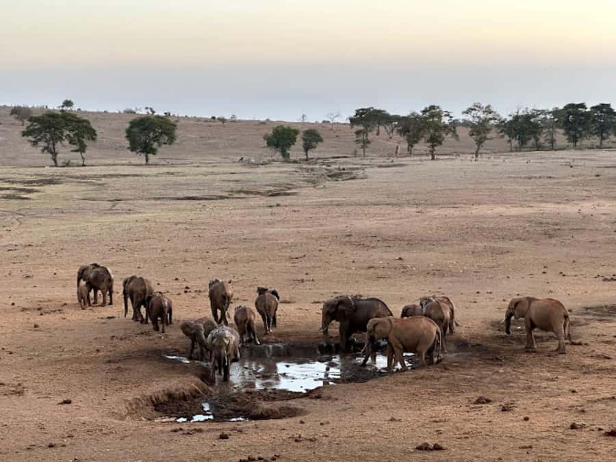 Mombasa: 2-Day Safari to Taita Hills Game Sanctuary - How much wildlife can you expect?