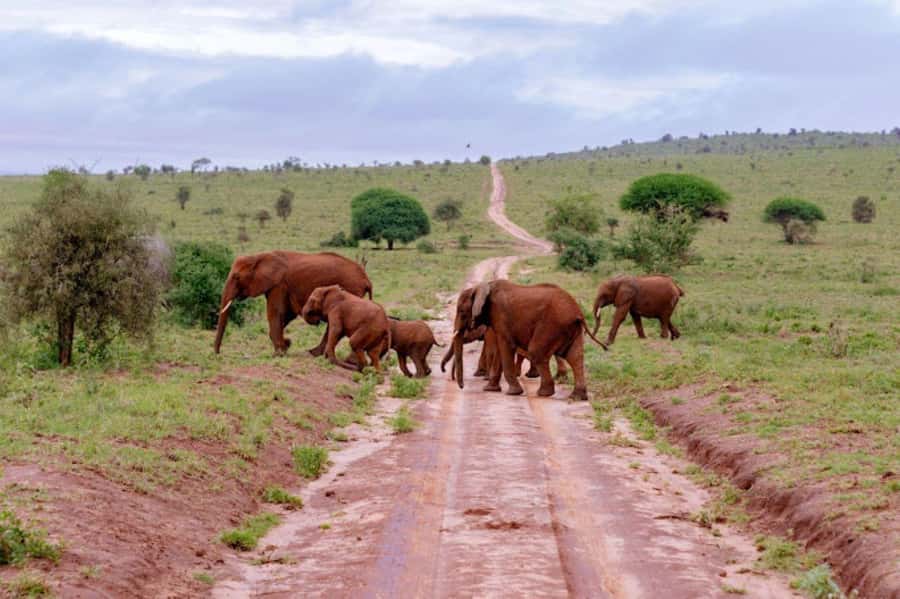Mombasa: 2-Day Safari to Taita Hills Game Sanctuary - Guides, language, and group arrangements