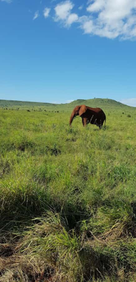 Mombasa: 2-Day Safari to Taita Hills Game Sanctuary - The practical rhythm of two days