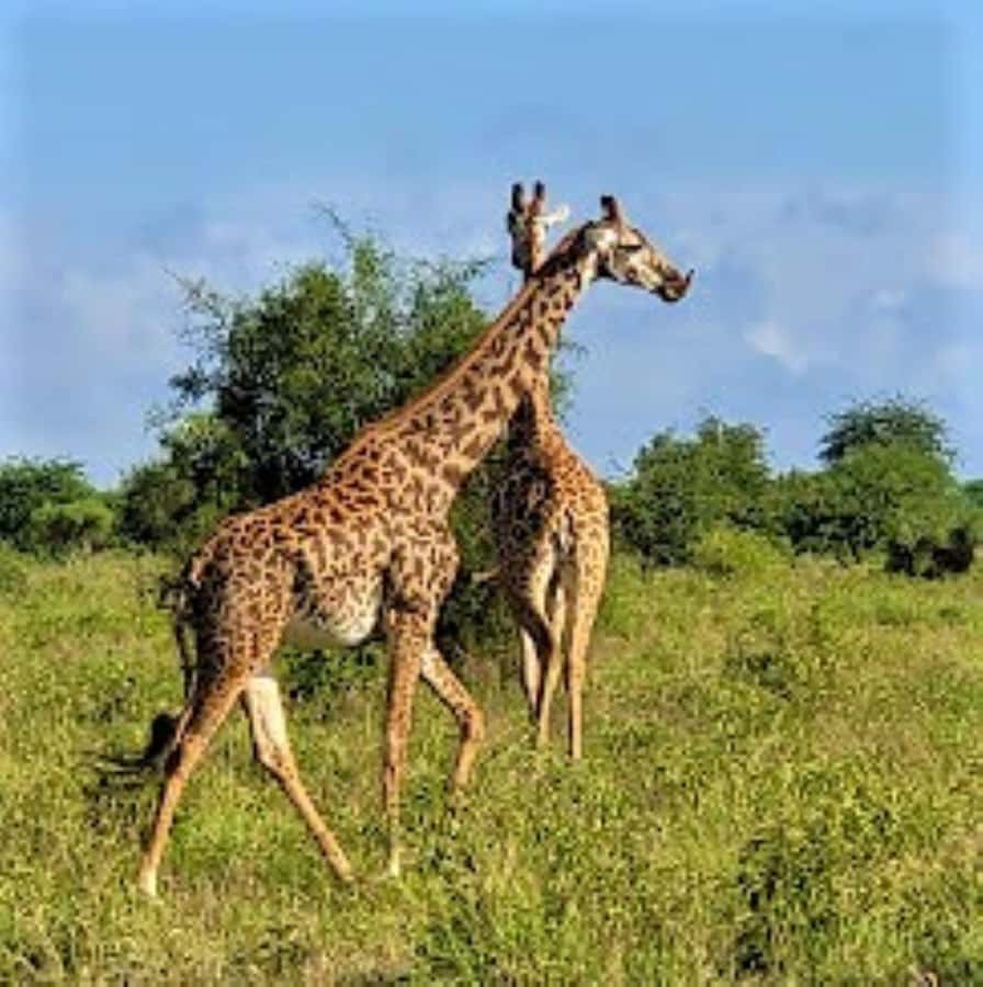 Mombasa: 2-Day Safari to Taita Hills Game Sanctuary - Lunch and a pause at Taita Hills Lodge