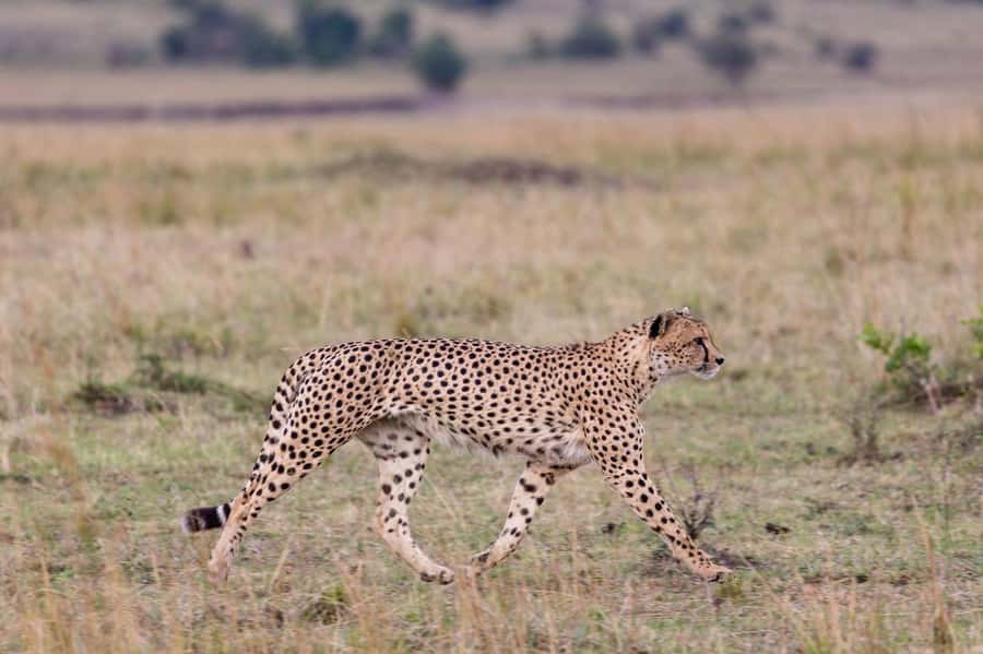 Mombasa: 3-Days 2-Nights Tsavo East and West Private Safari. - Key Points
