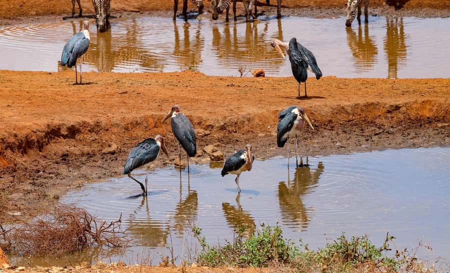 Mombasa: 3-Days 2-Nights Tsavo East and West Private Safari. - Day Two: From Volcanic Tsavo West to Red Tsavo East