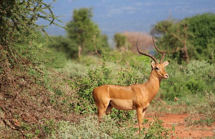 Mombasa: 3-Days 2-Nights Tsavo East and West Private Safari. - Day Three: Red-Earth Morning and the Return to the Coast