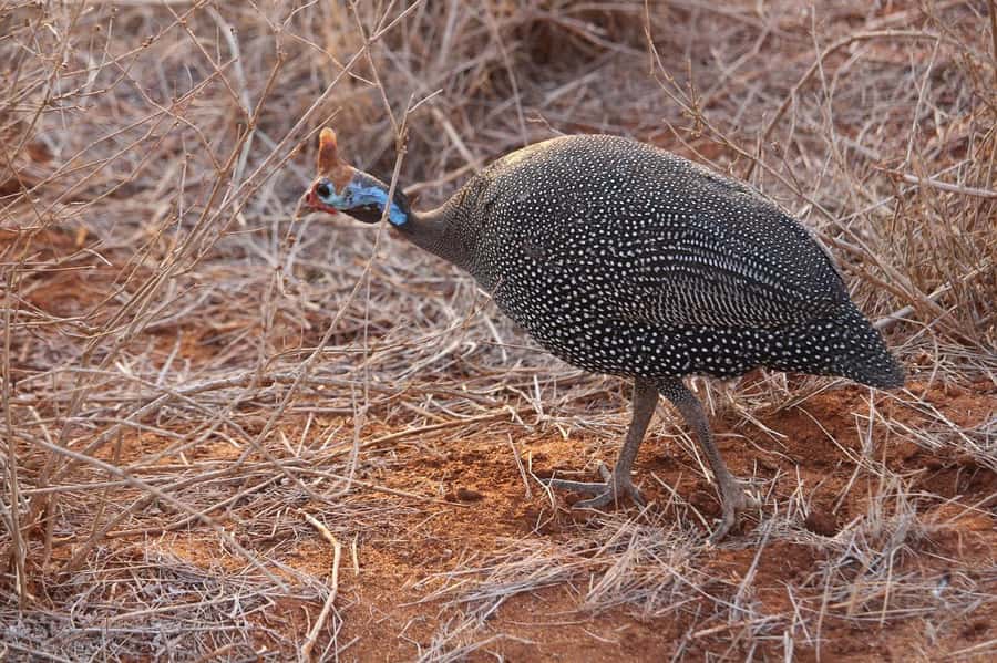 Mombasa: 3-Days 2-Nights Tsavo East and West Private Safari. - Accommodation, Meals, and What the Price Covers
