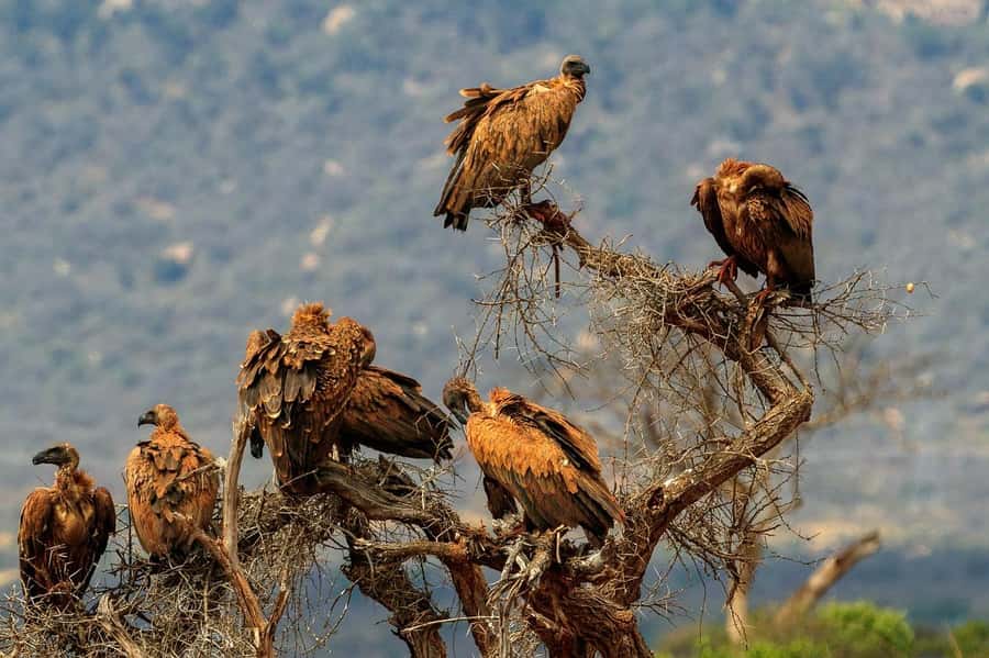 Mombasa: 3-Days 2-Nights Tsavo East and West Private Safari. - The Practical Side of a Private Safari