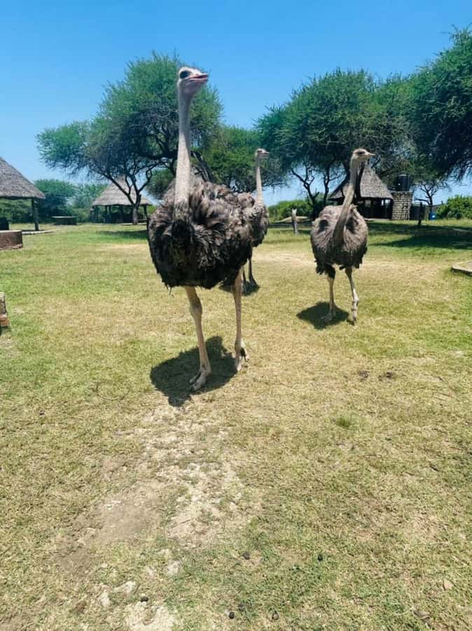 Mombasa Cultural & Wildlife Experience - From Mombasa streets to a Mijikenda homestead