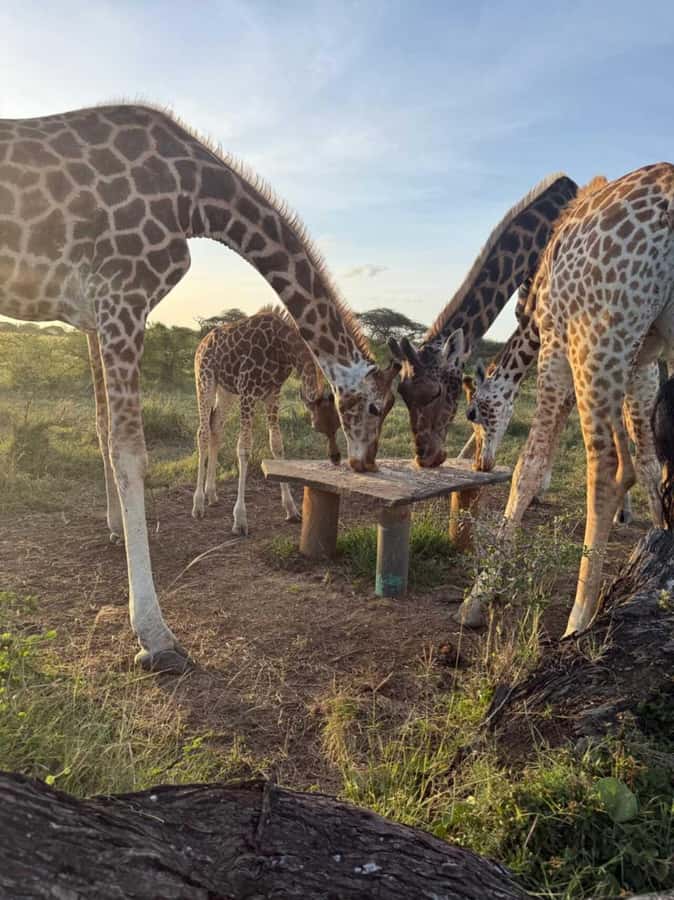 Mombasa Cultural & Wildlife Experience - A weekday school visit with a human touch